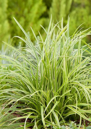 CAREX morrowii Ice Dance